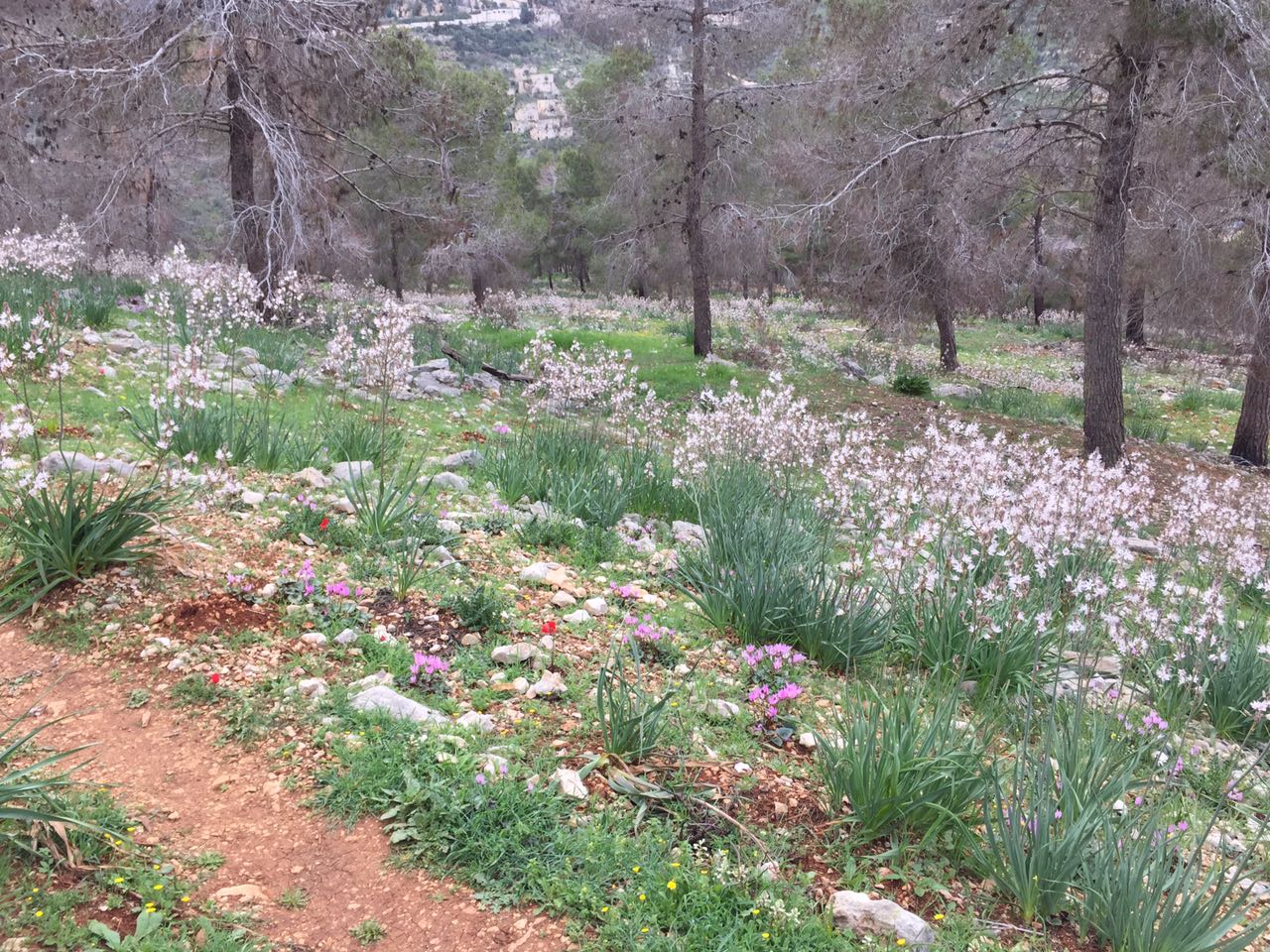 יער רמות